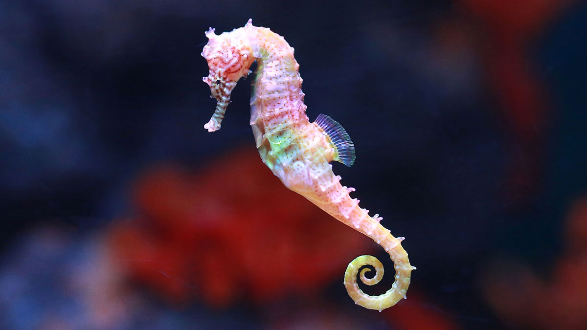 Aquarius animal seahorse