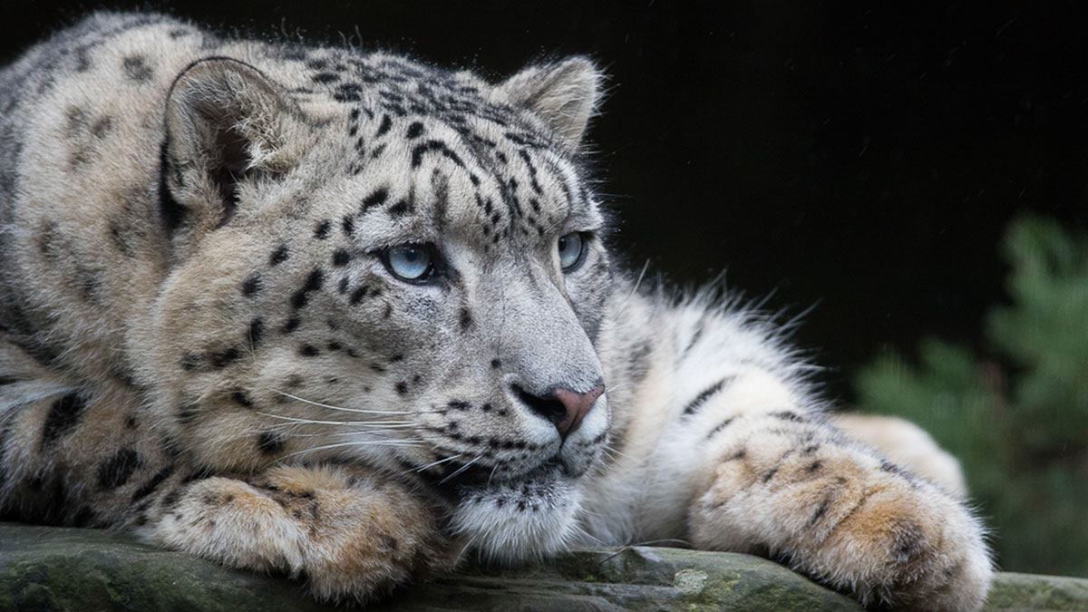 Aquarius animal snow leopard