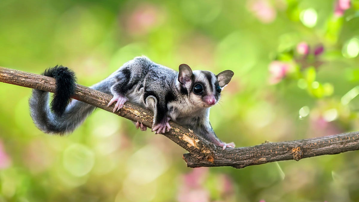 Aries animal sugar glider