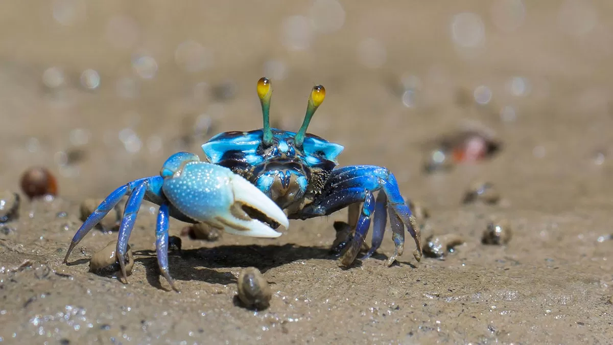 Cancer animal crab