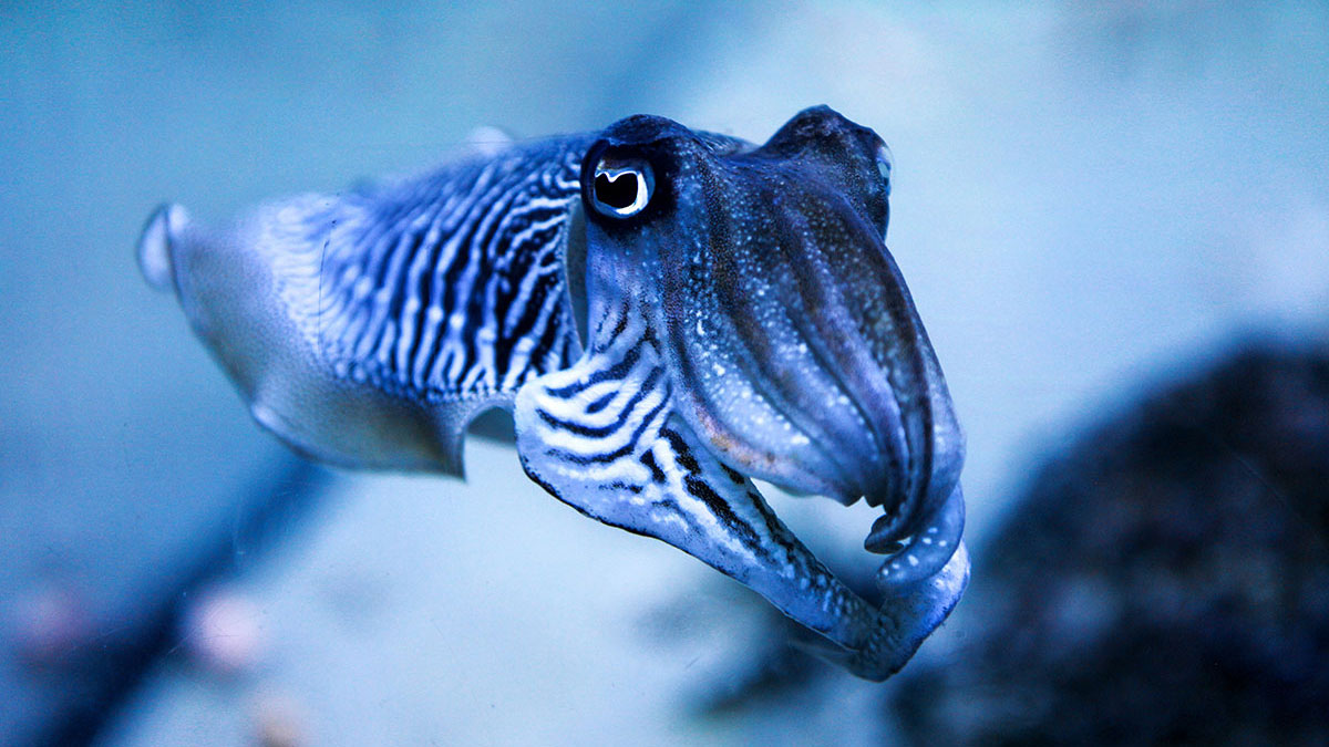 Cancer animal cuttlefish