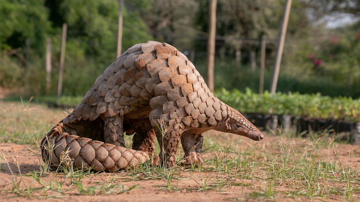 Cancer animal pangolin