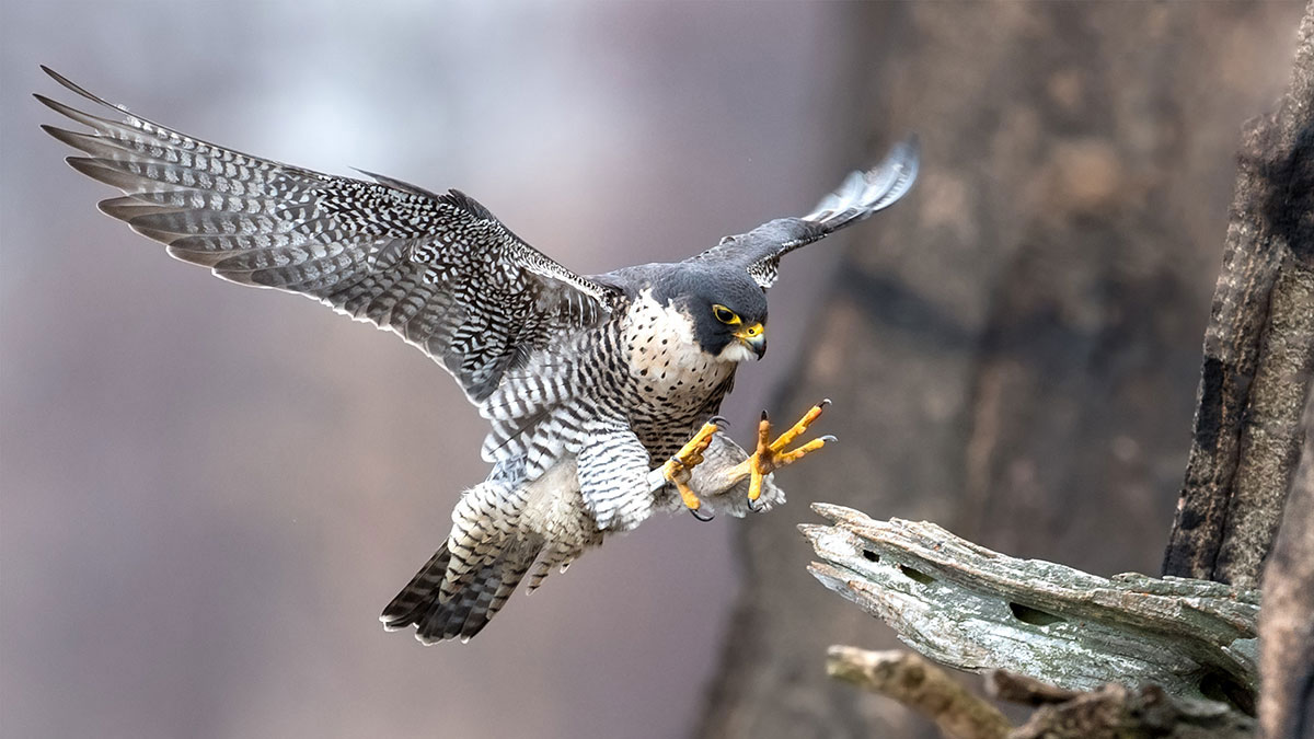 Capricorn animal falcon