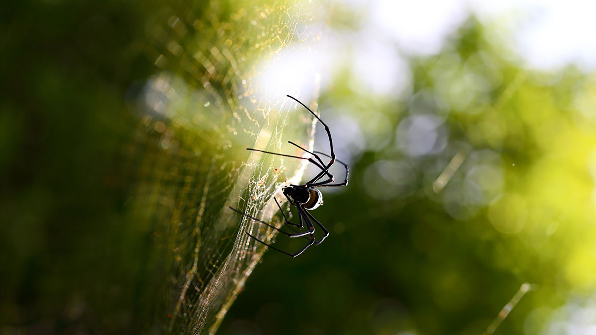 Capricorn animal spider