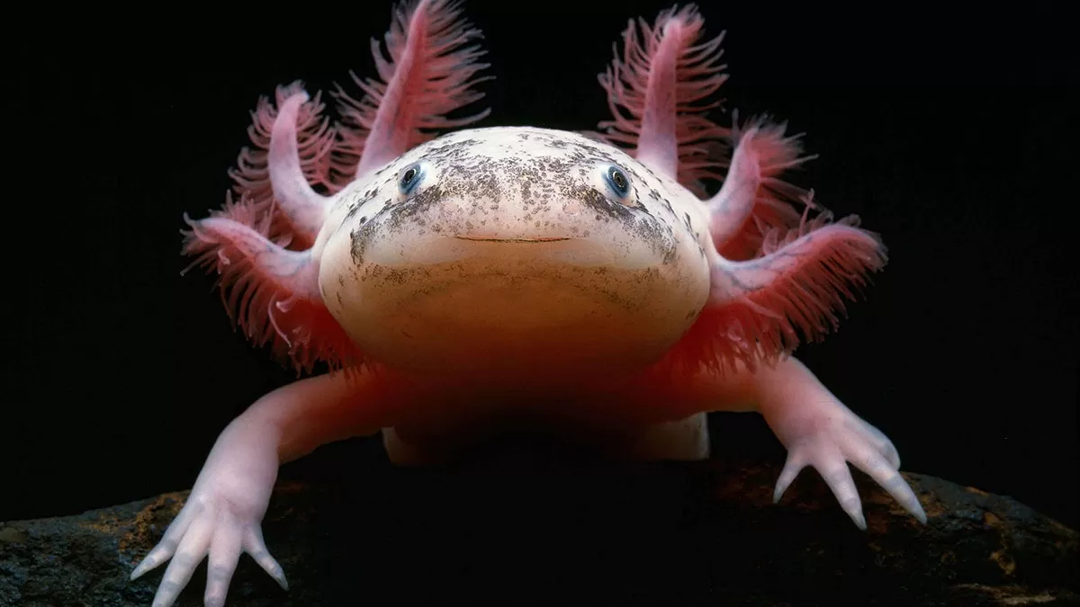 Gemini animal axolotl