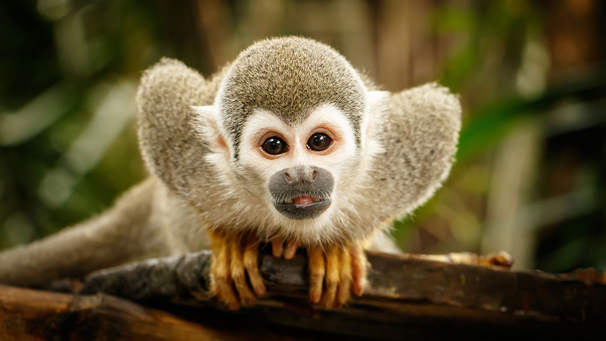 Gemini animal monkey