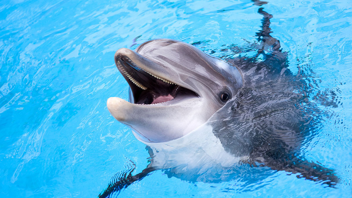 Libra animal dolphin