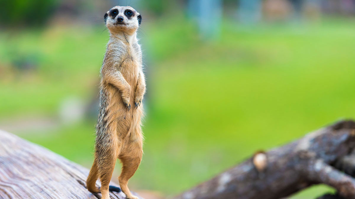 Libra animal meerkat