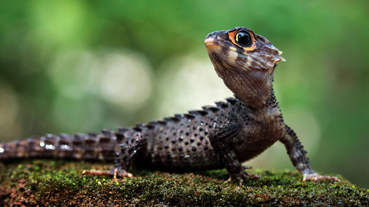 Pisces animal skink