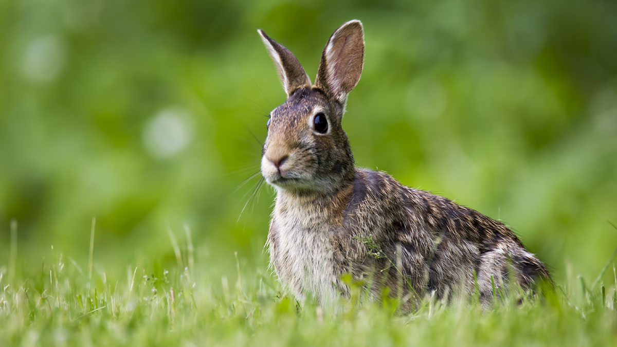 Sagittarius animal rabbit