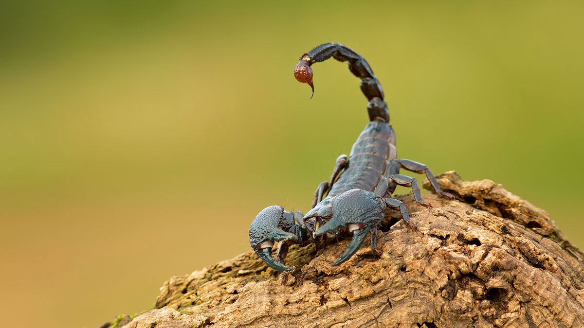 Scorpio animal scorpion