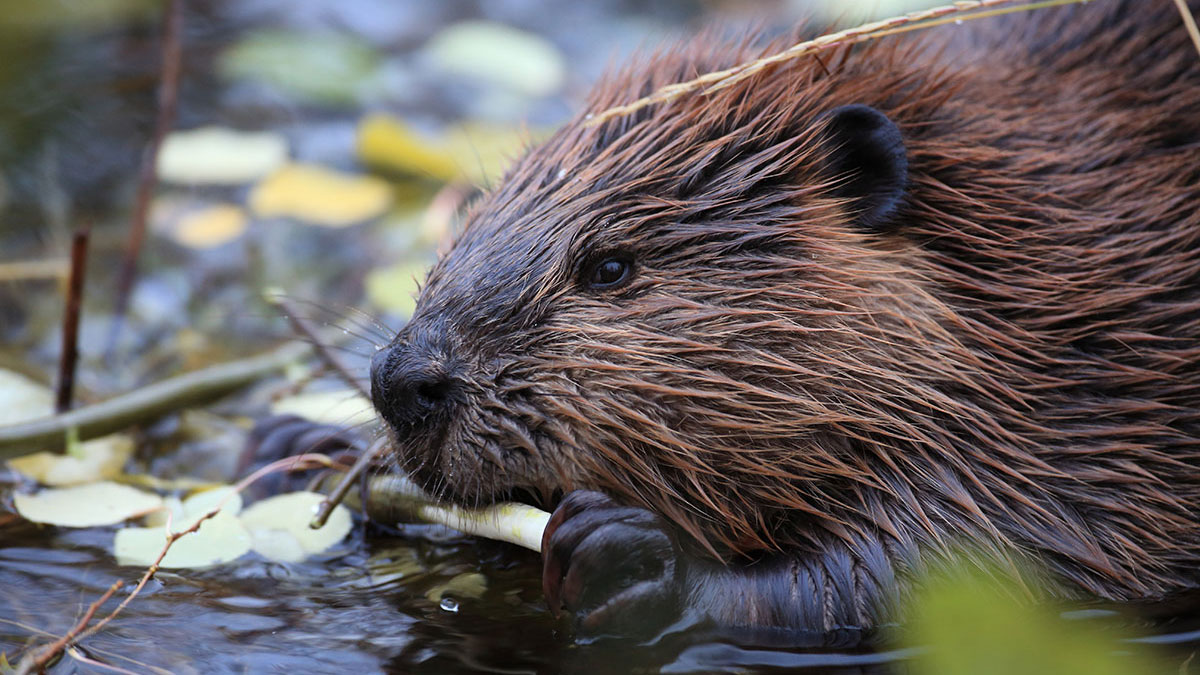 Taurus animal beaver