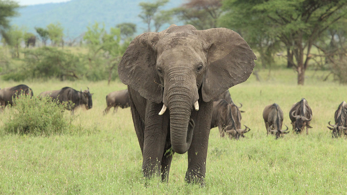 Taurus animal elephant