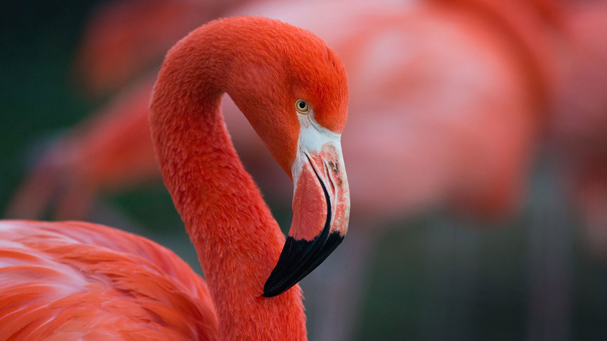 Taurus animal flamingo